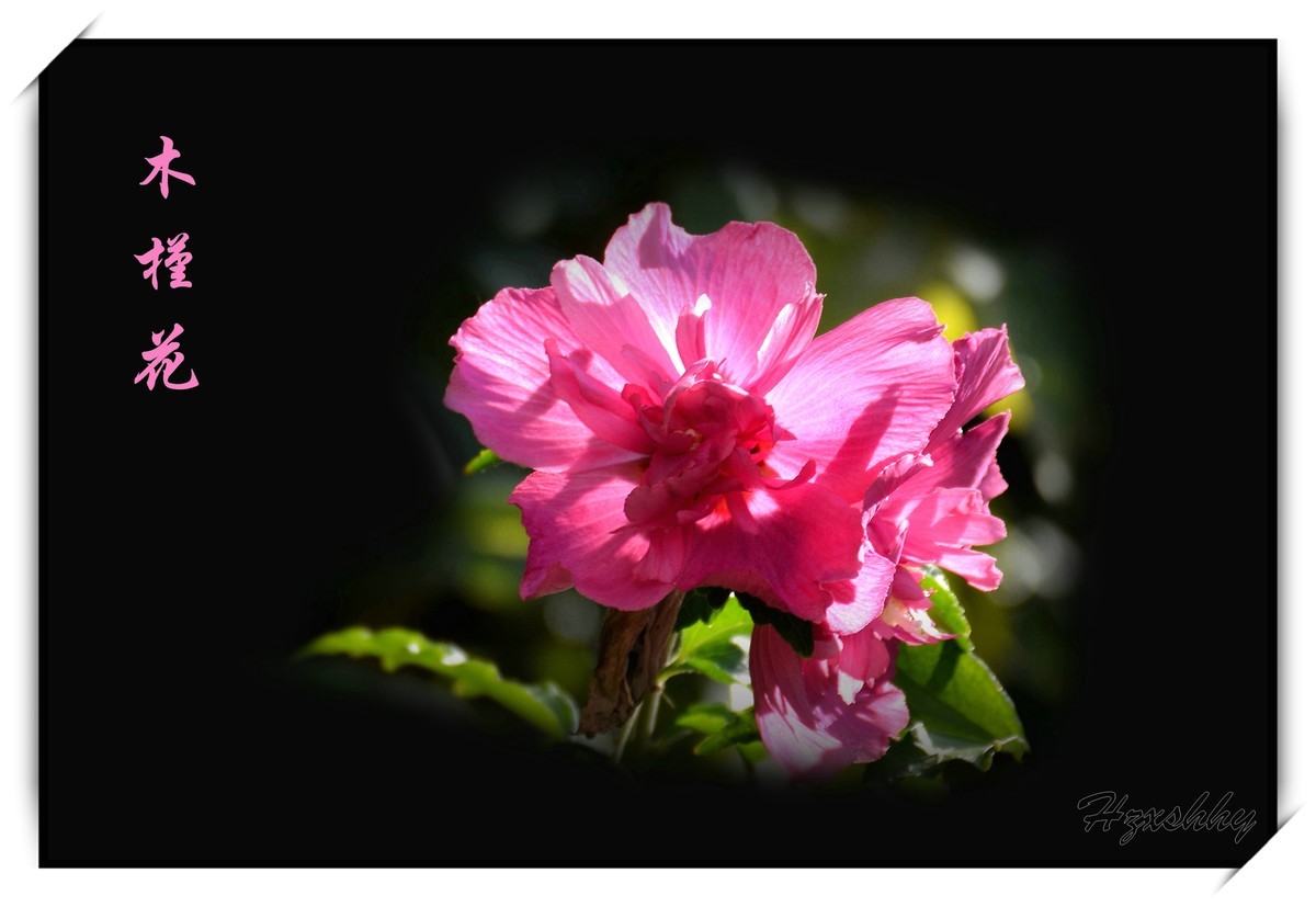 木槿花（2024253）