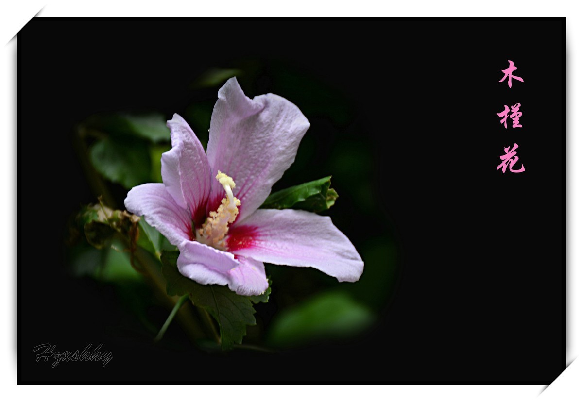 木槿花（2024253）