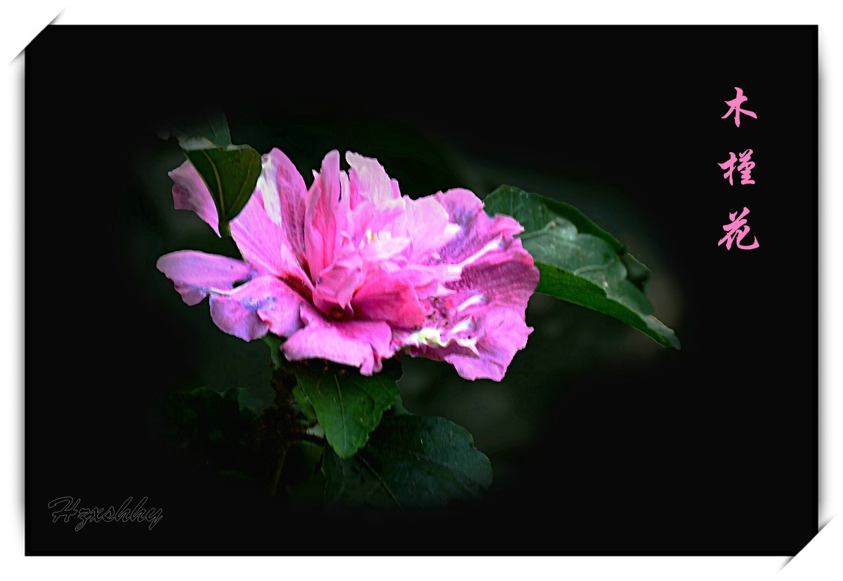 木槿花（2024253）