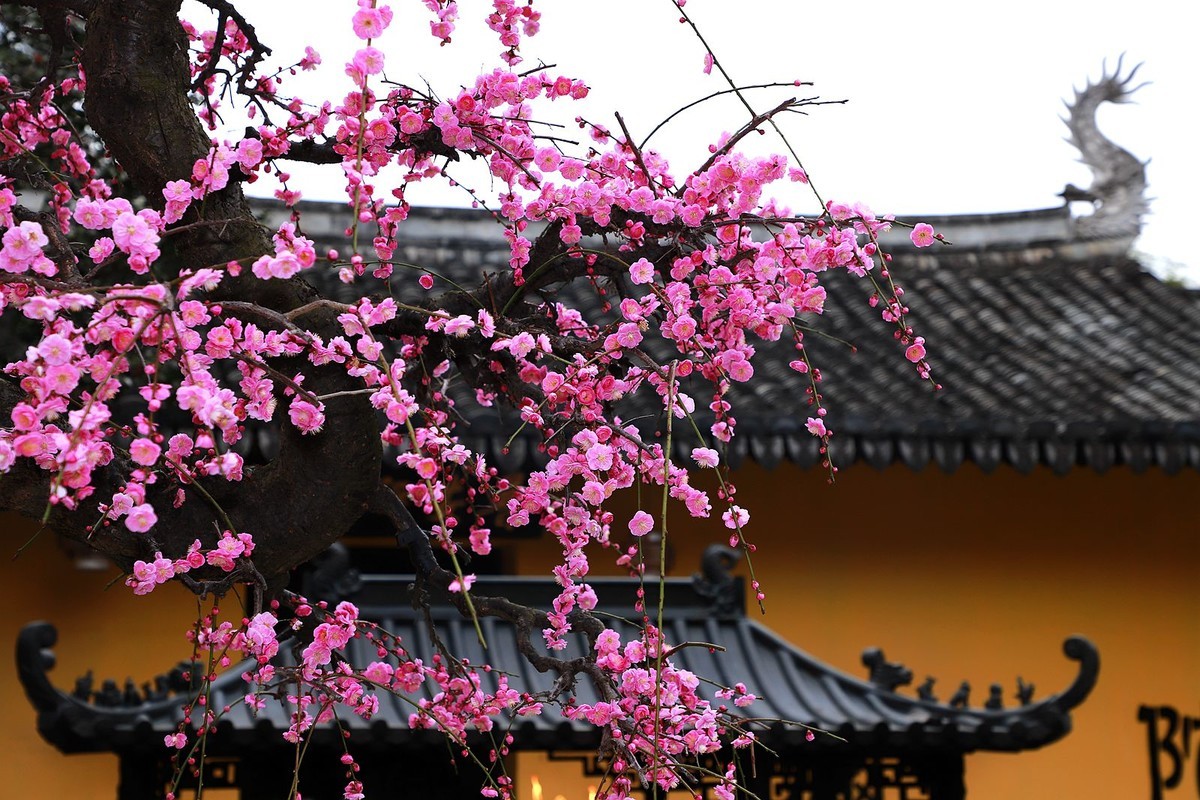 永嘉普安禅寺龙梅 (5)