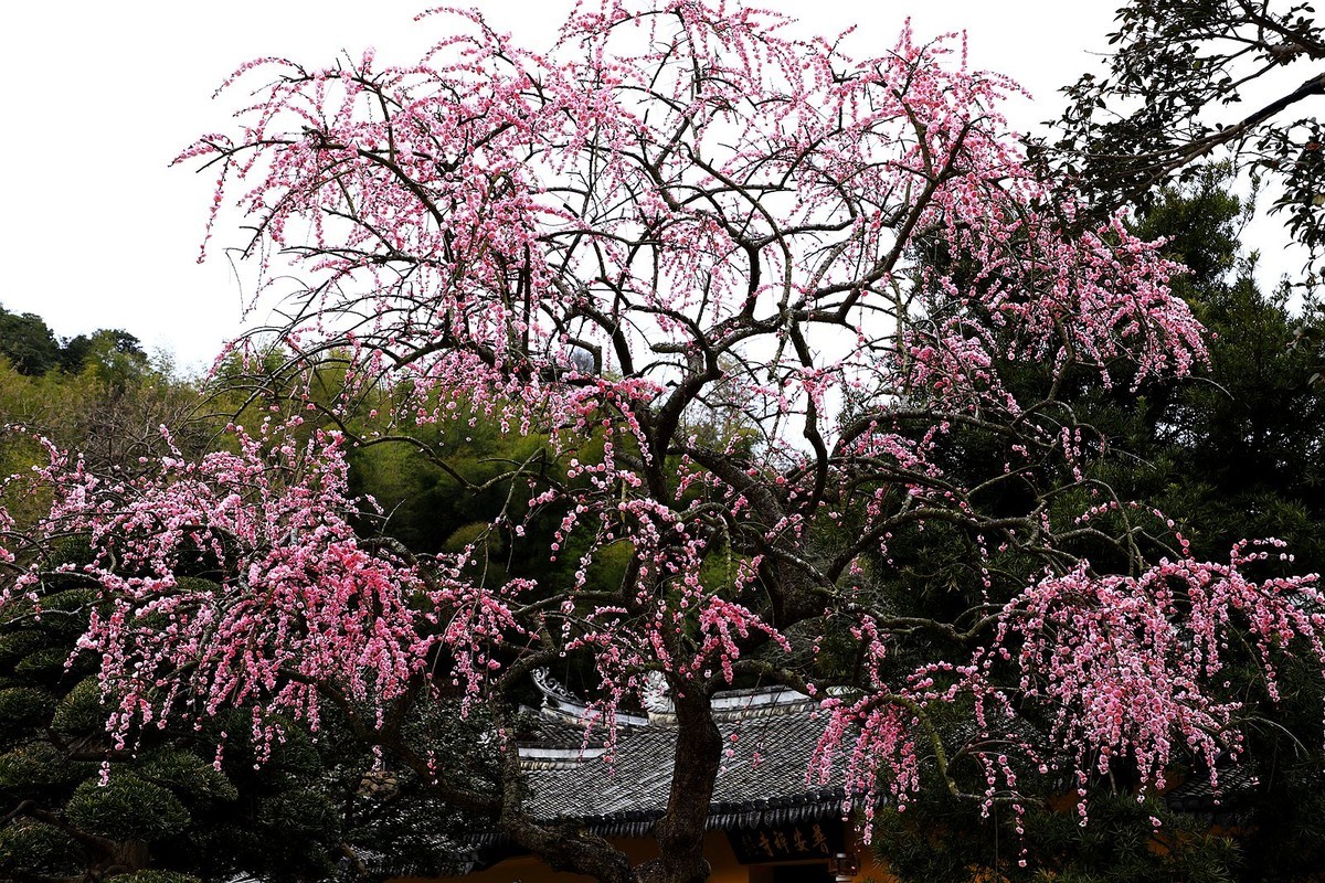 永嘉普安禅寺龙梅 (5)