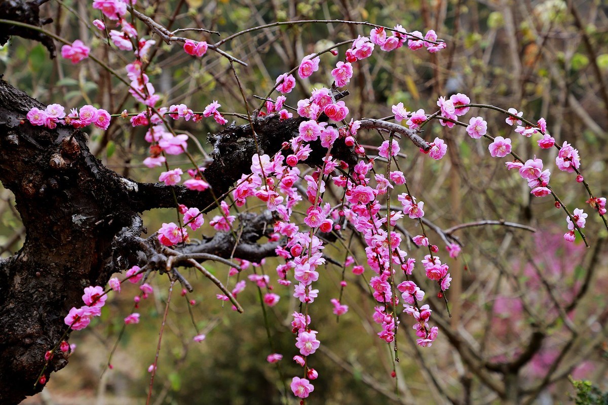 永嘉普安禅寺龙梅 (5)