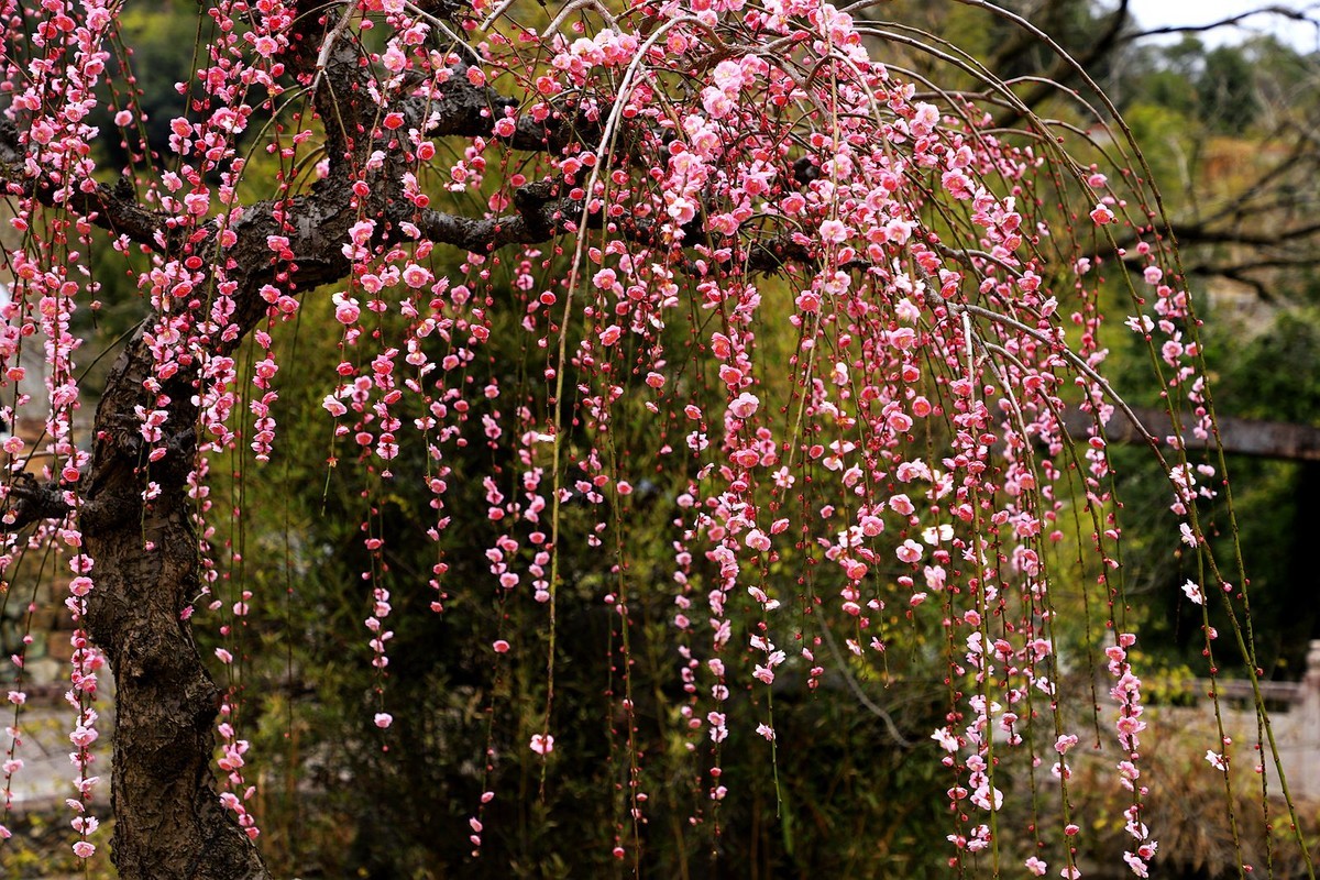 永嘉普安禅寺龙梅 (5)