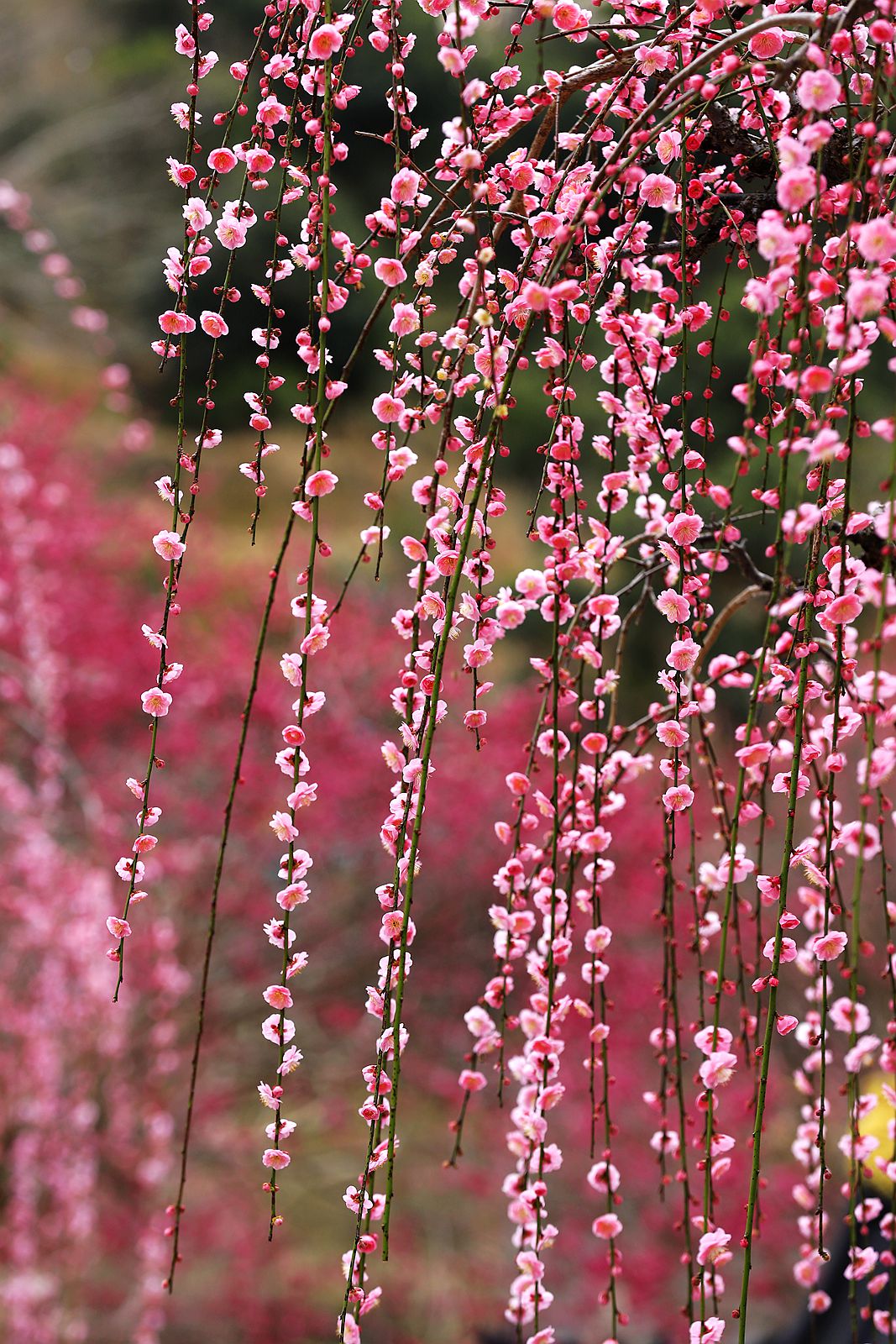 永嘉普安禅寺龙梅 (5)