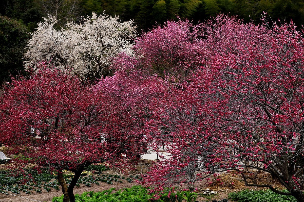 永嘉普安禅寺龙梅 (5)