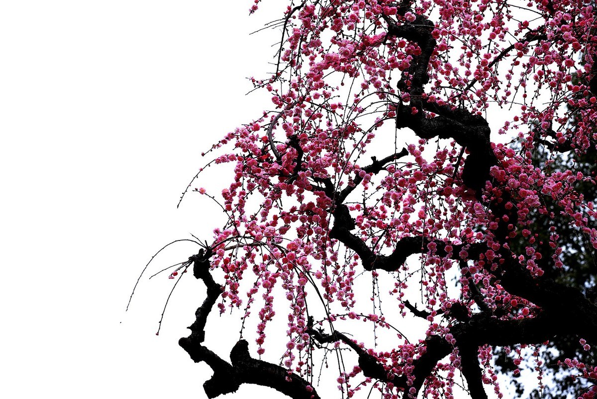 永嘉普安禅寺龙梅 (5)