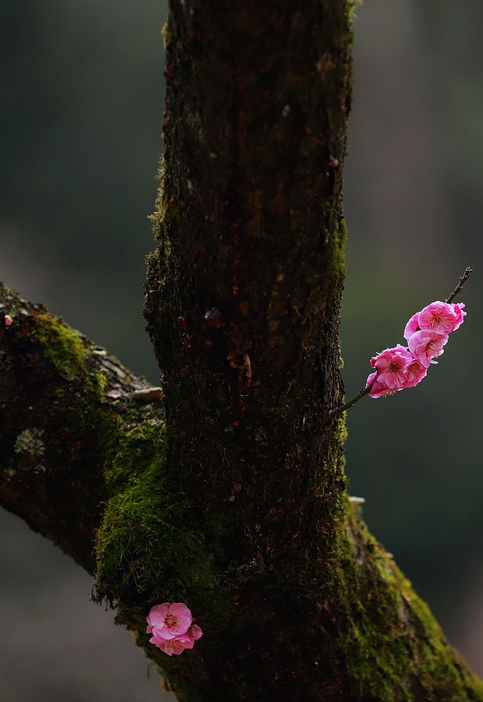 永嘉普安禅寺龙梅 (5)
