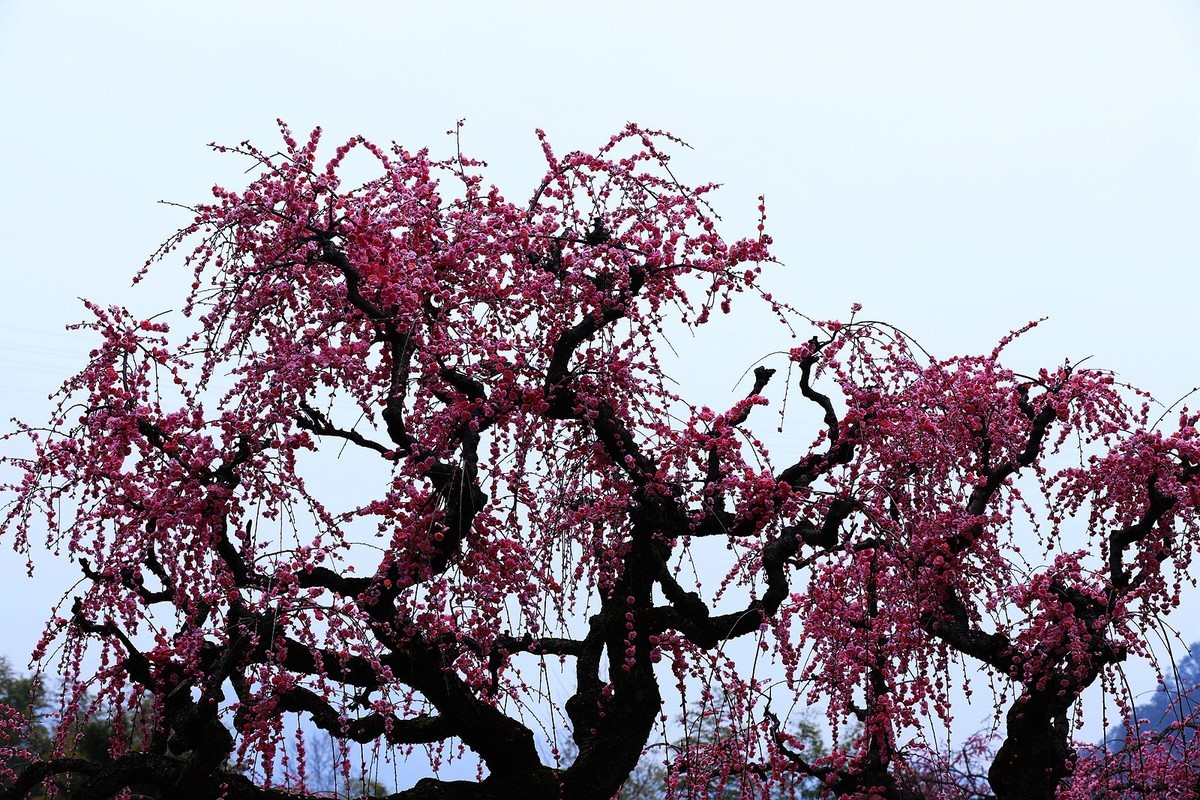 永嘉普安禅寺龙梅 (5)