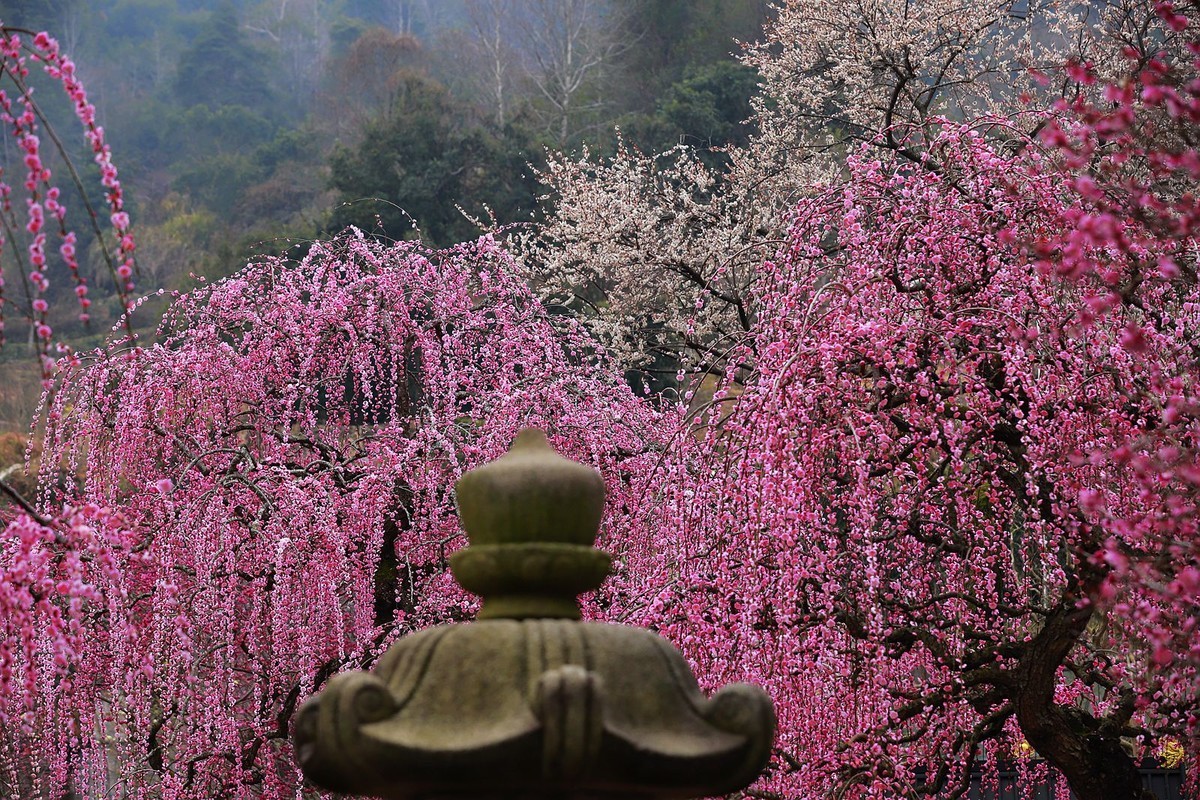 永嘉普安禅寺龙梅 (5)