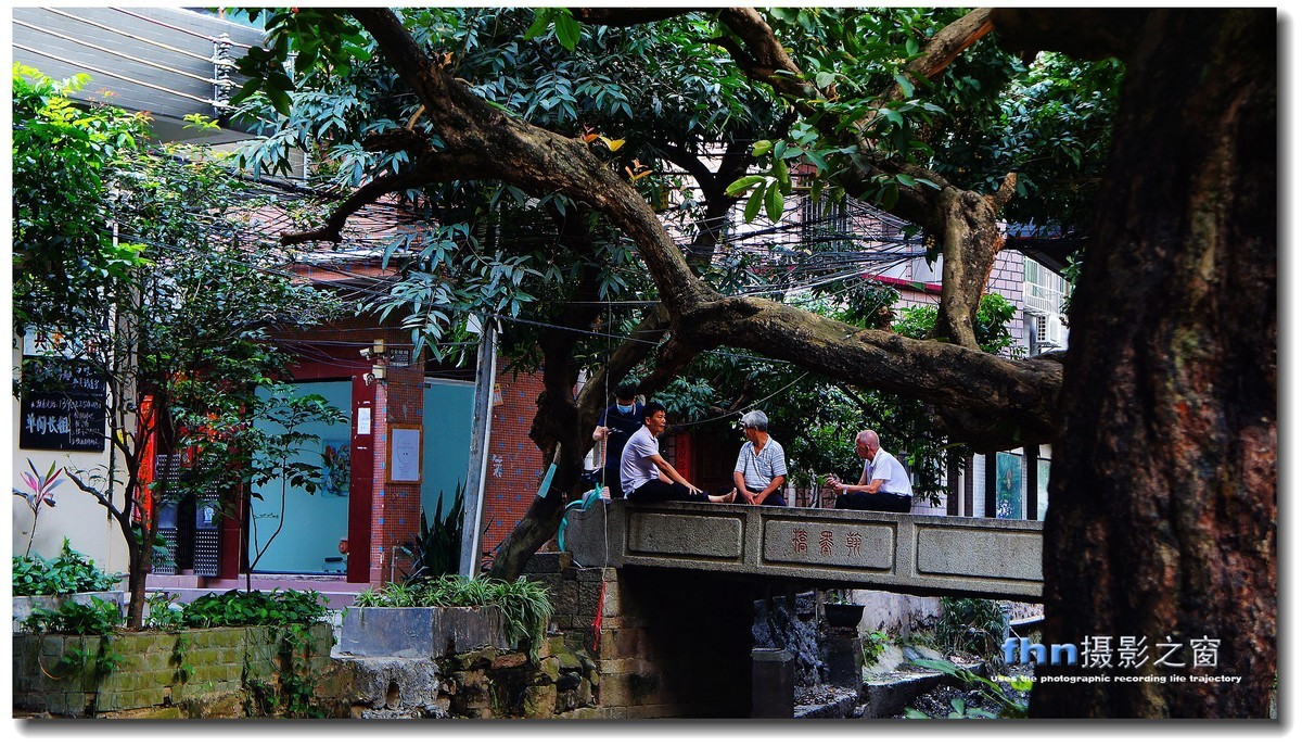 小洲村的大榕树