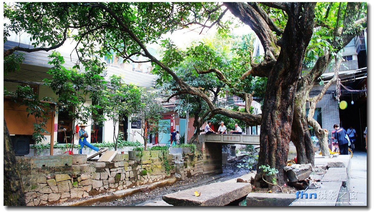 小洲村的大榕树