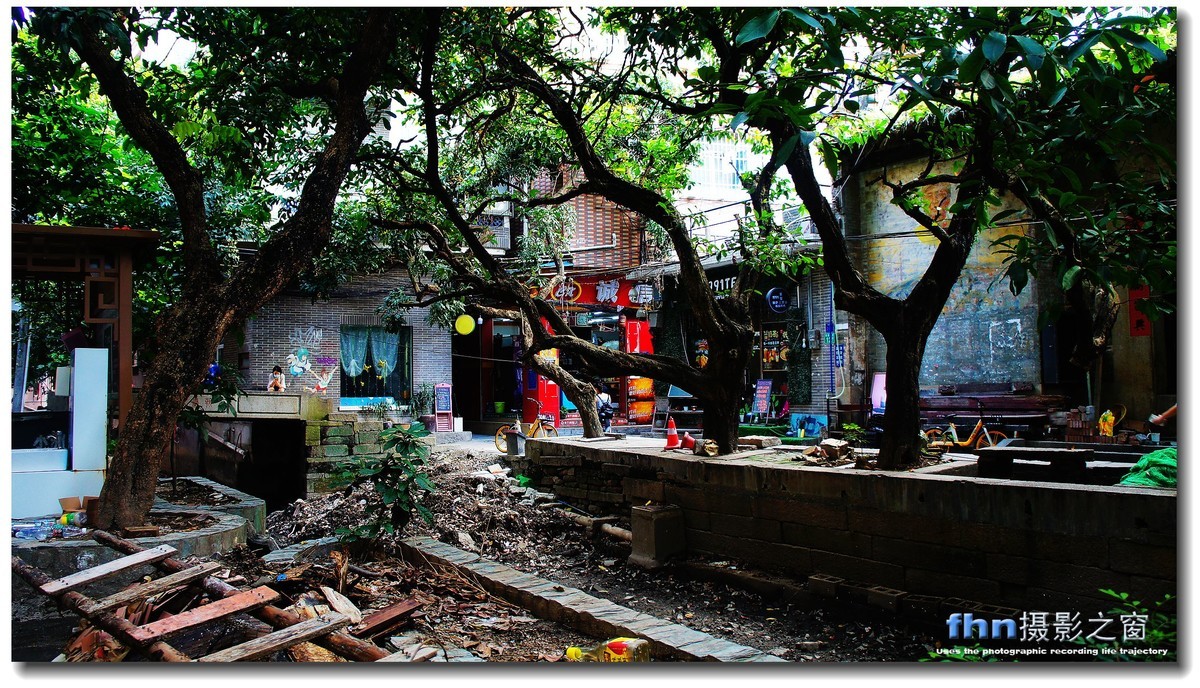 小洲村的大榕树