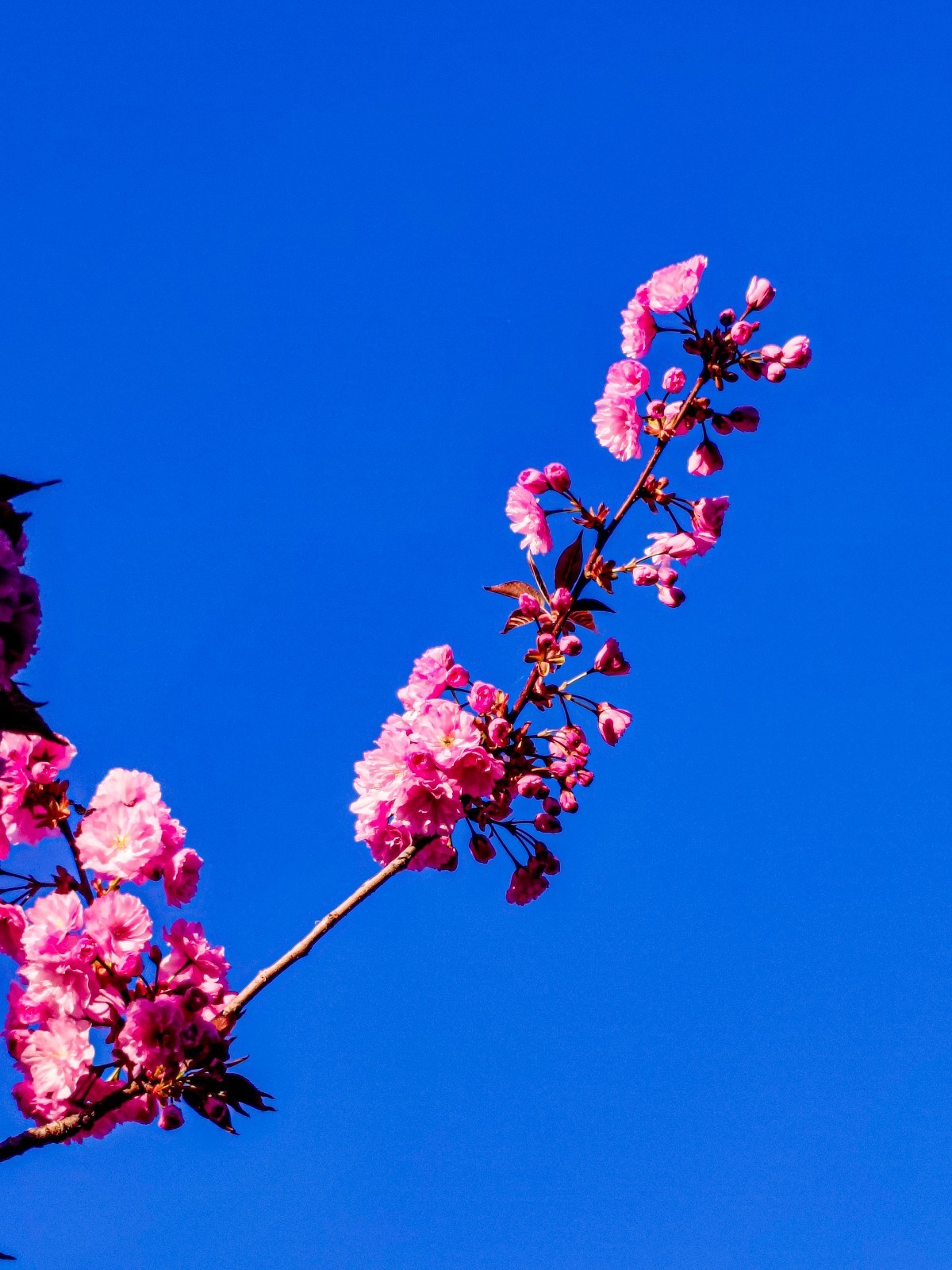 花摄