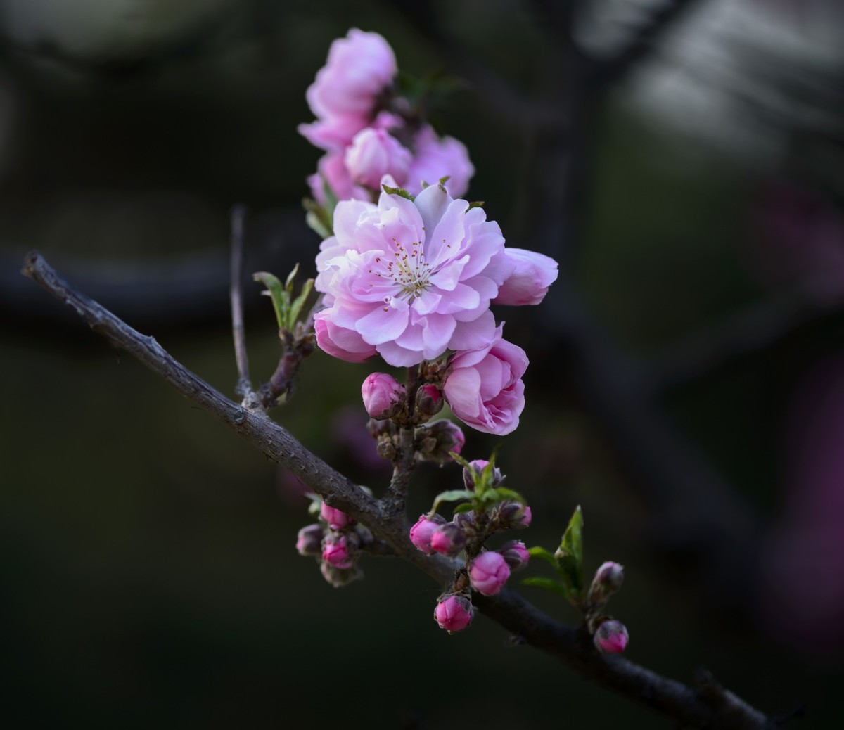 碧桃花开