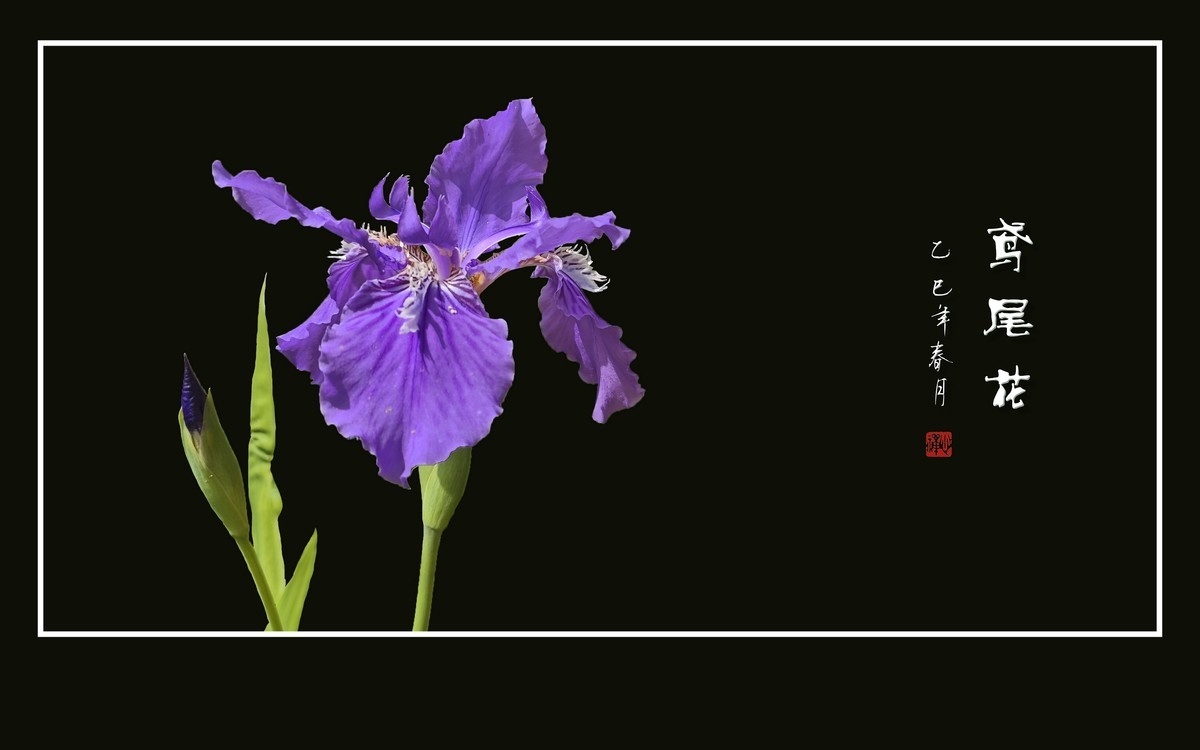优雅漂亮的鸢尾花