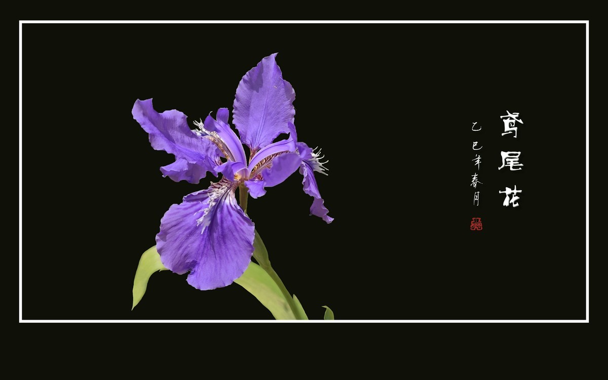 优雅漂亮的鸢尾花