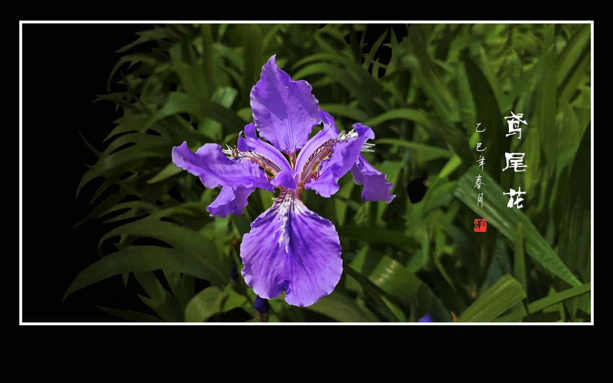 优雅漂亮的鸢尾花