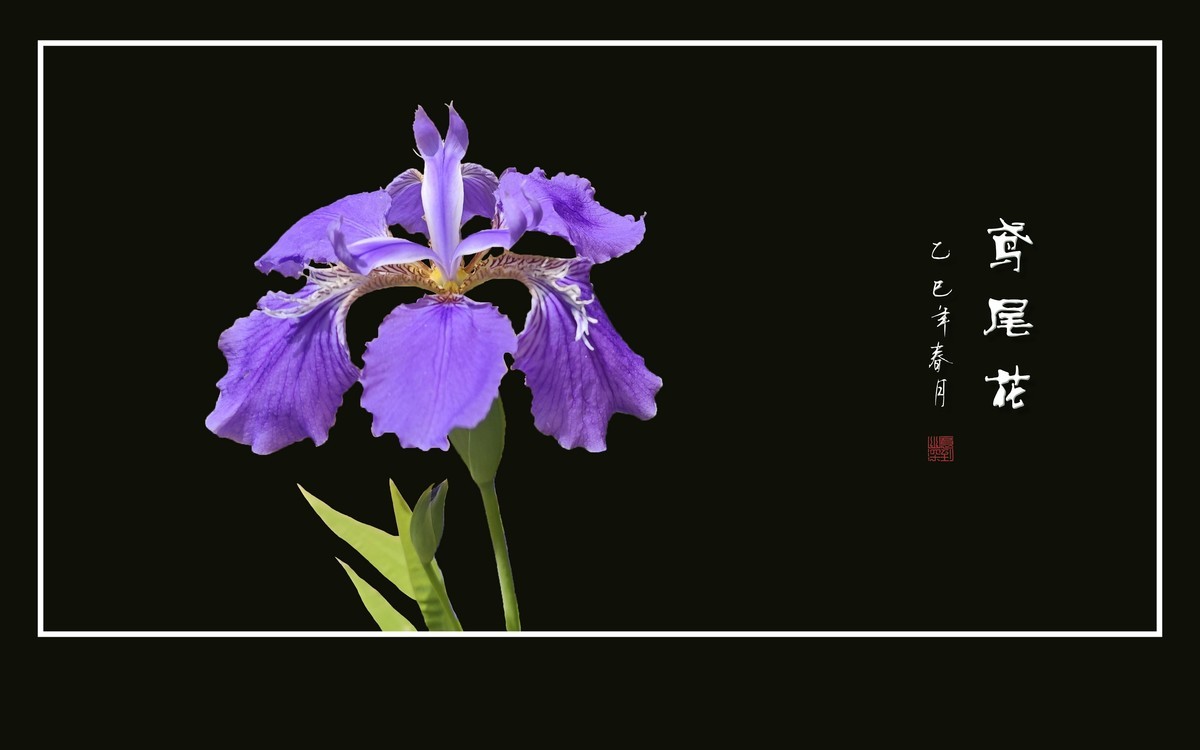 优雅漂亮的鸢尾花