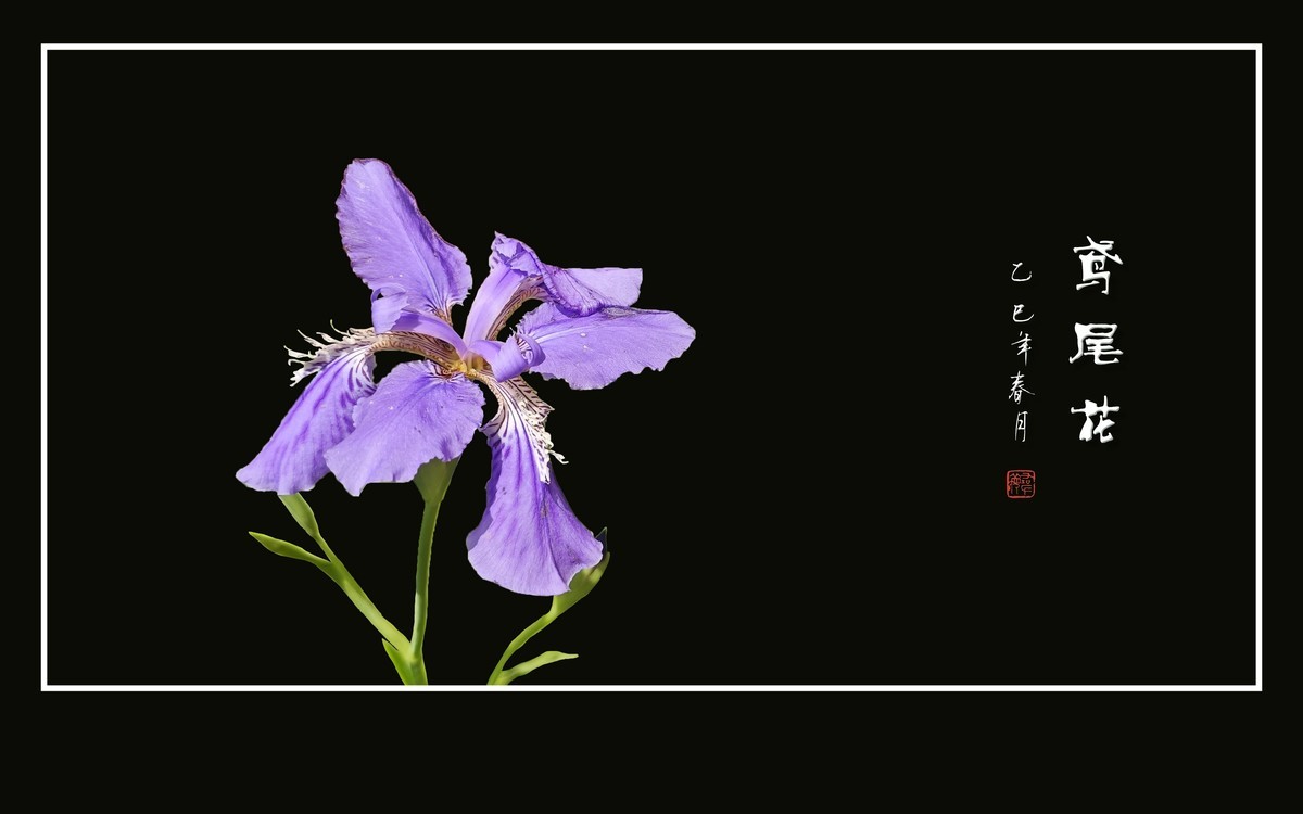 优雅漂亮的鸢尾花