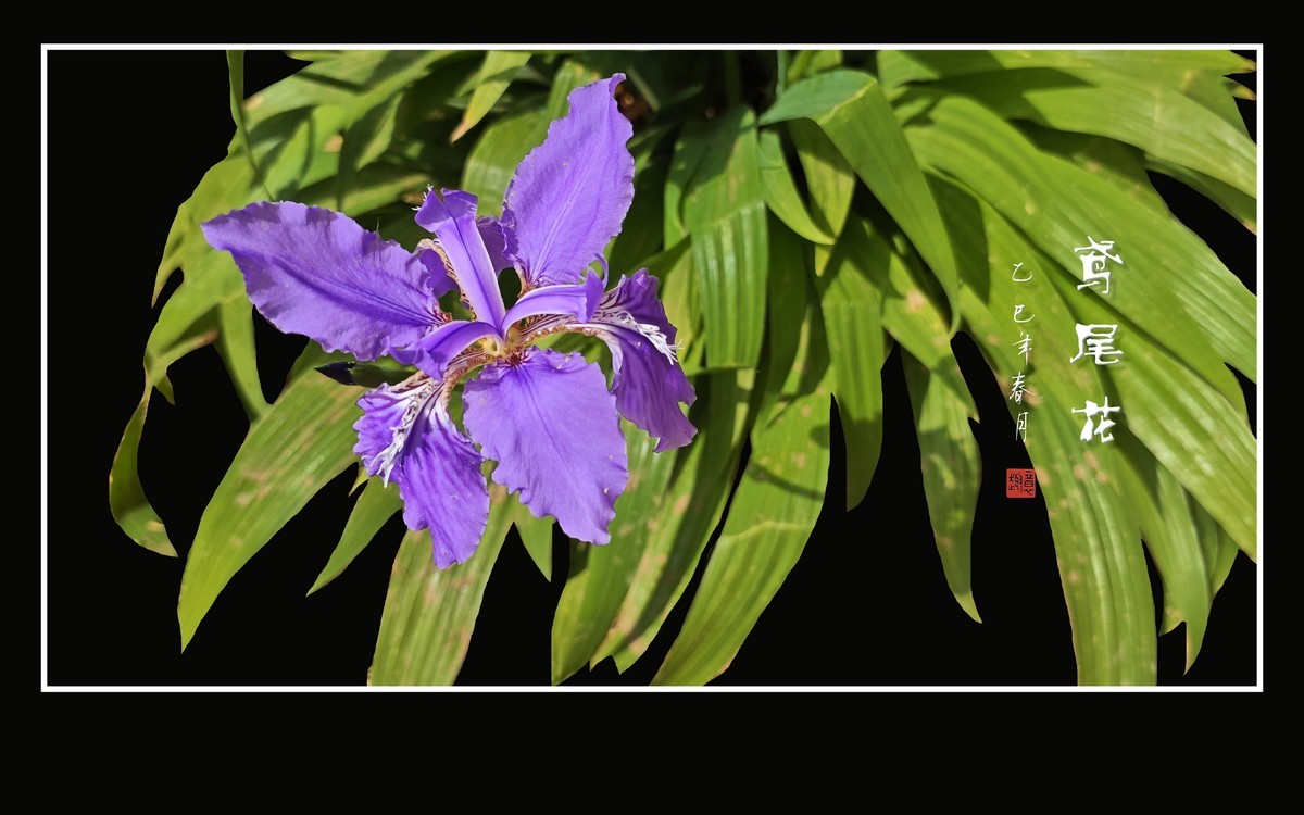 优雅漂亮的鸢尾花