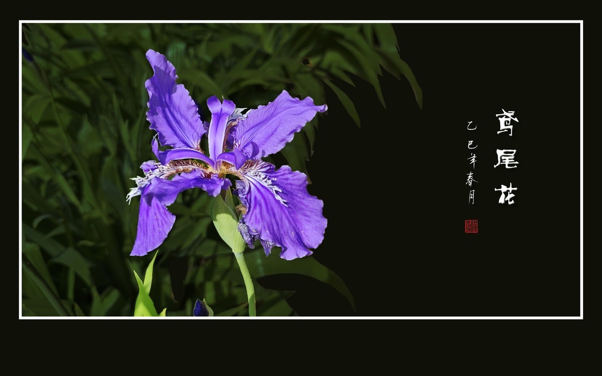 优雅漂亮的鸢尾花