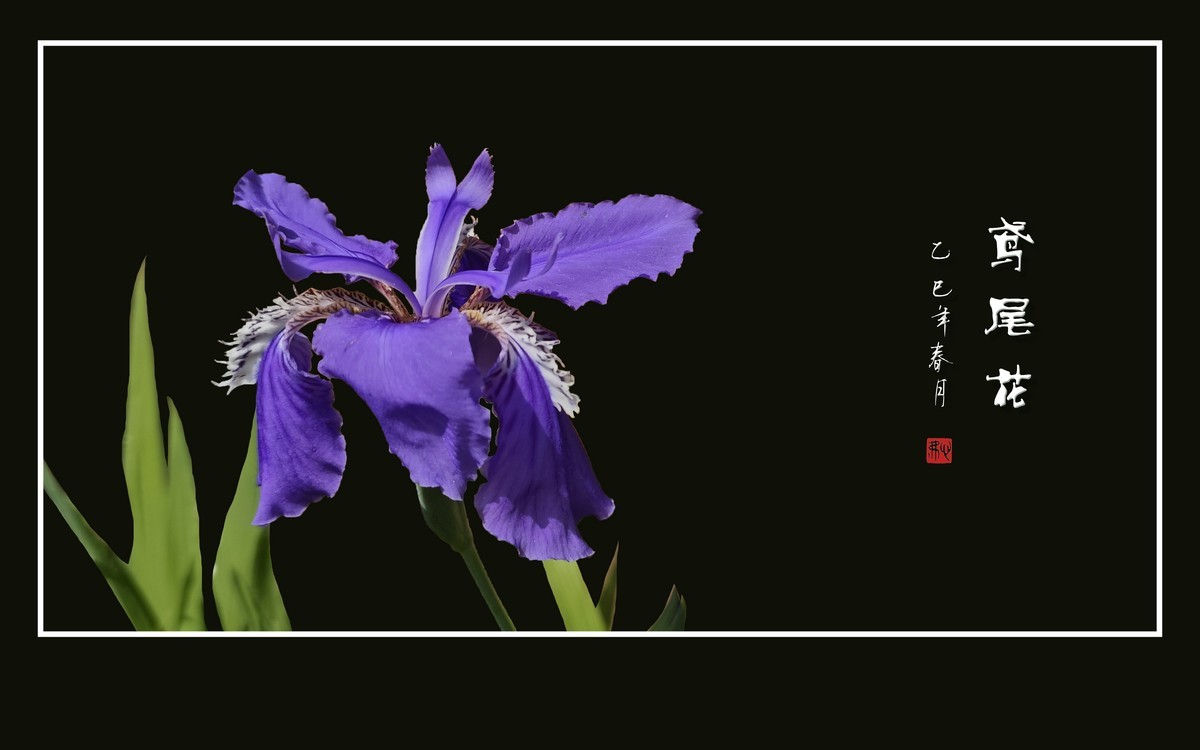 优雅漂亮的鸢尾花