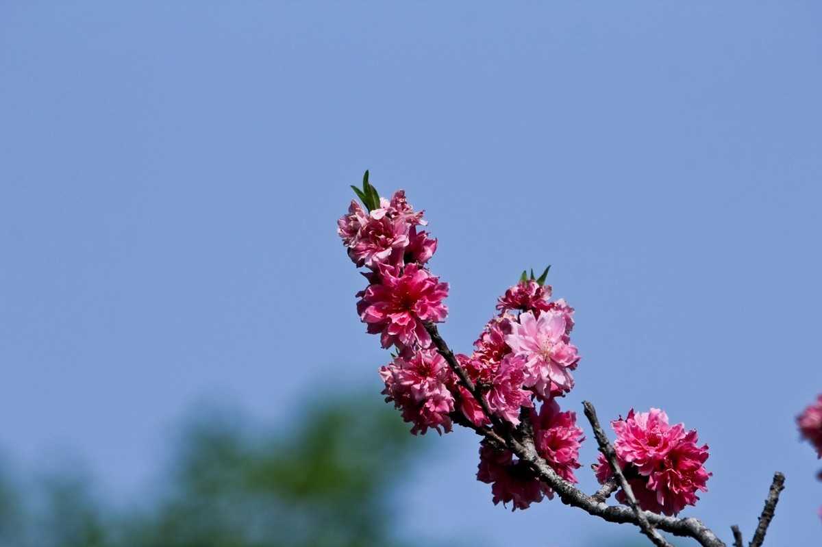 随拍——春花烂漫