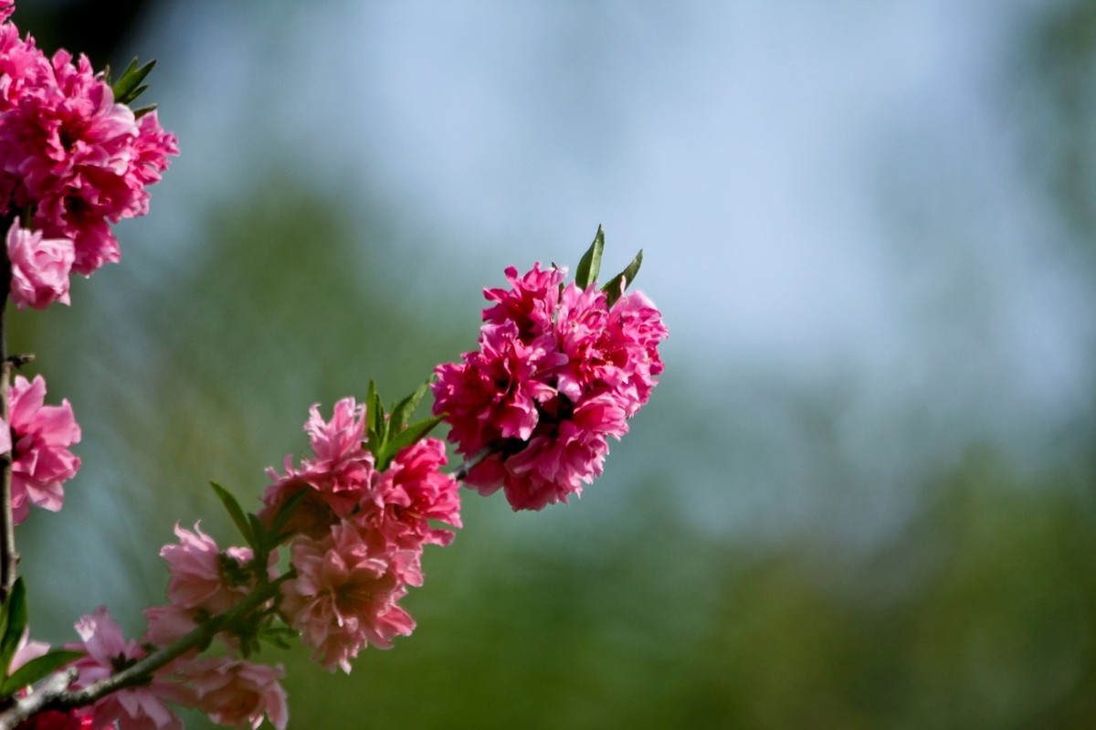 随拍——春花烂漫