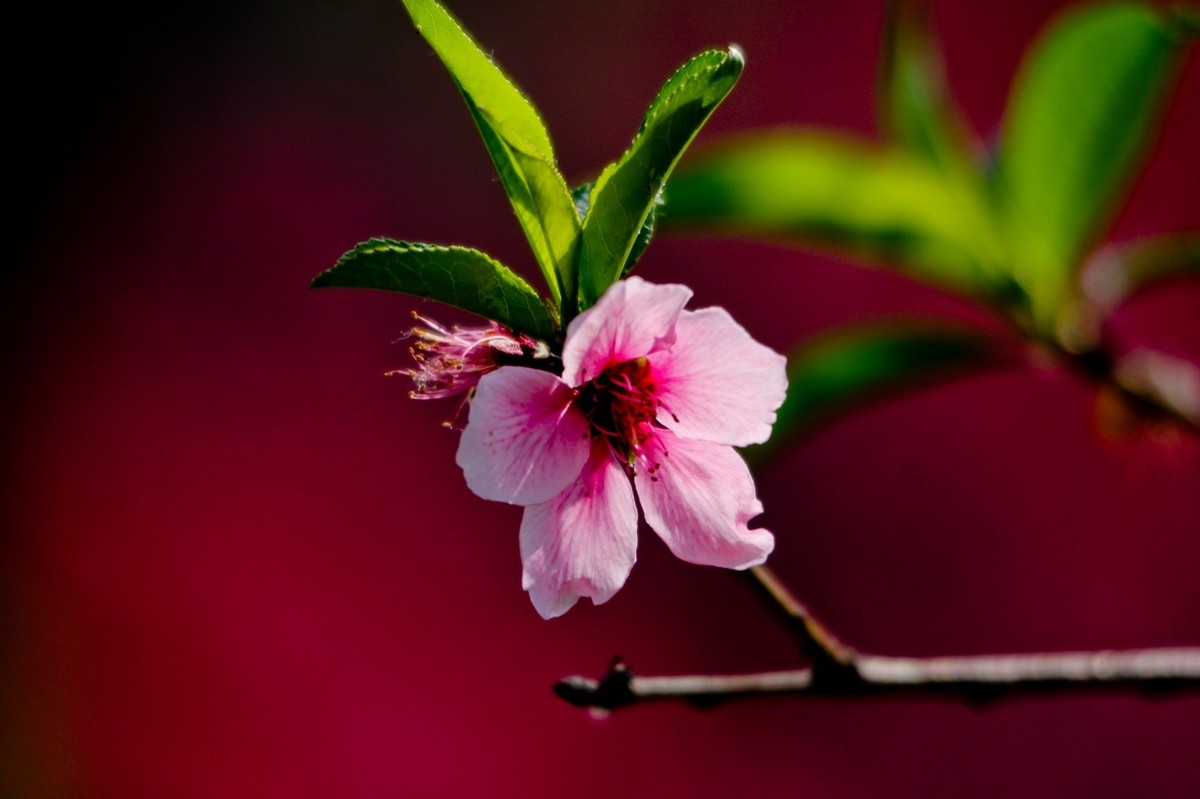 随拍——春花烂漫