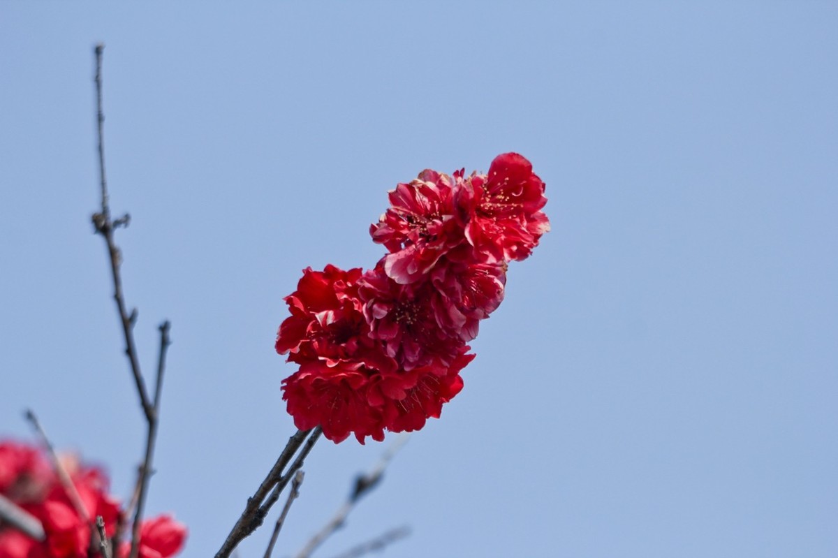 随拍——春花烂漫