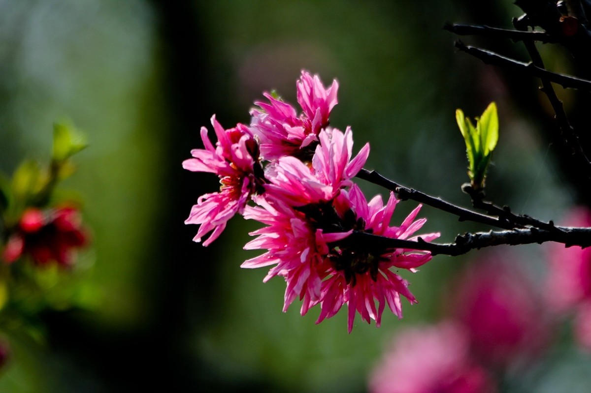 随拍——春花烂漫