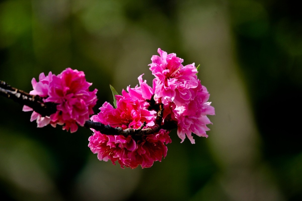 随拍——春花烂漫