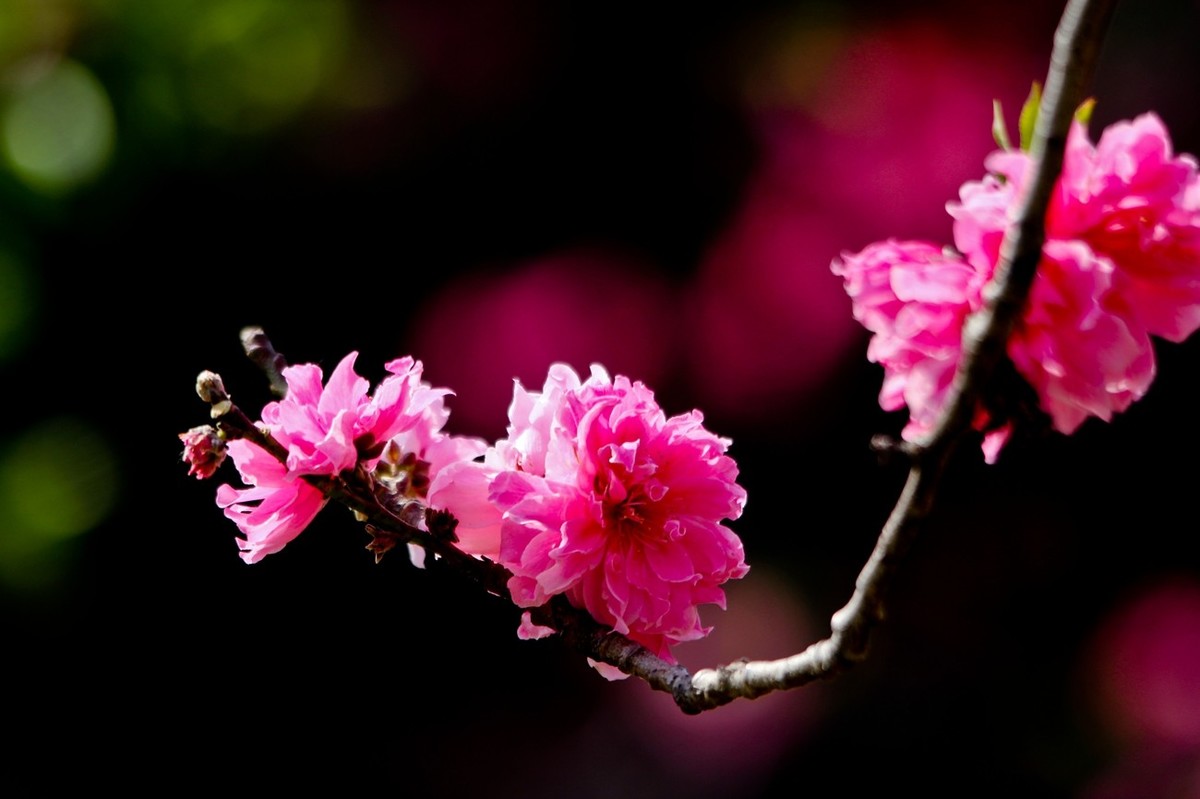 随拍——春花烂漫