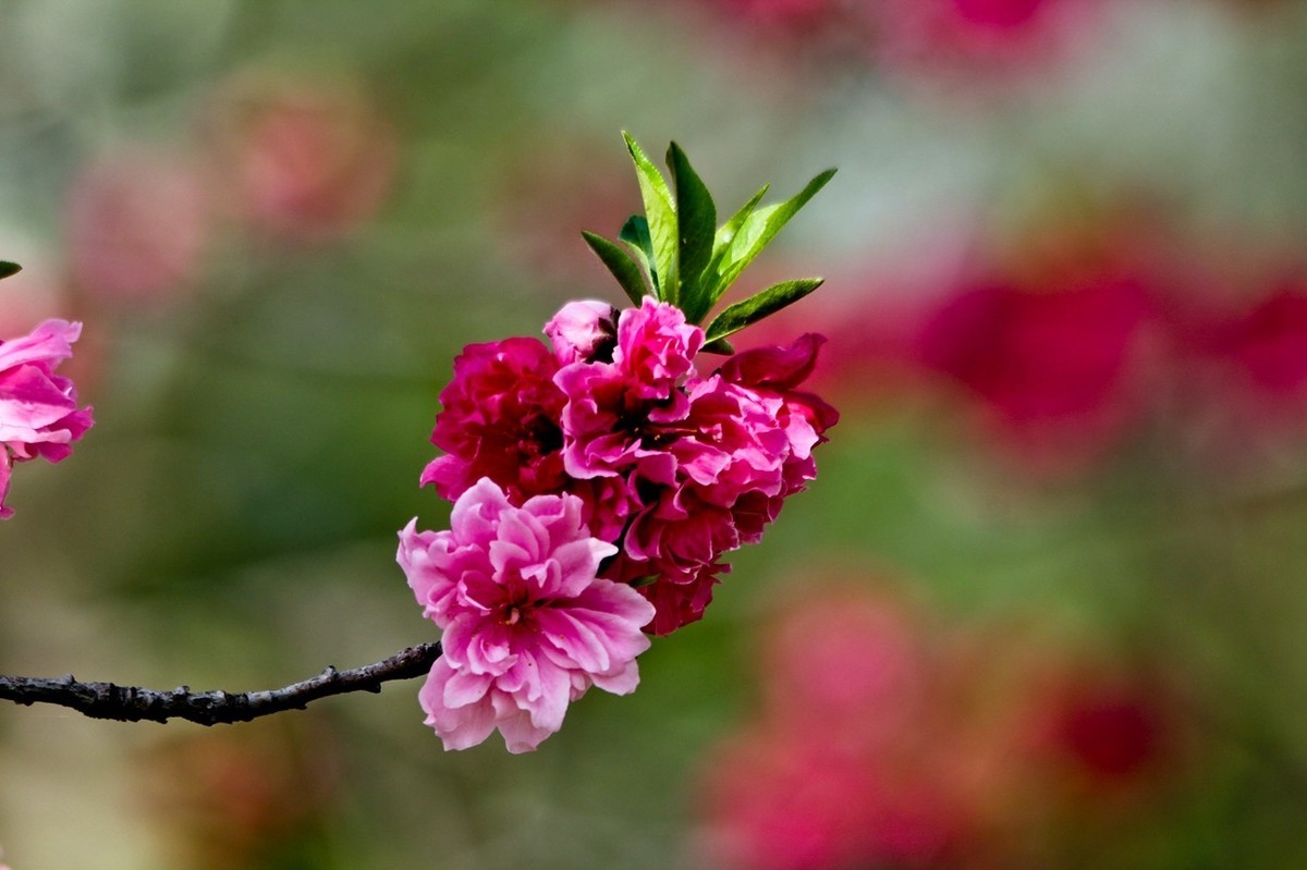 随拍——春花烂漫