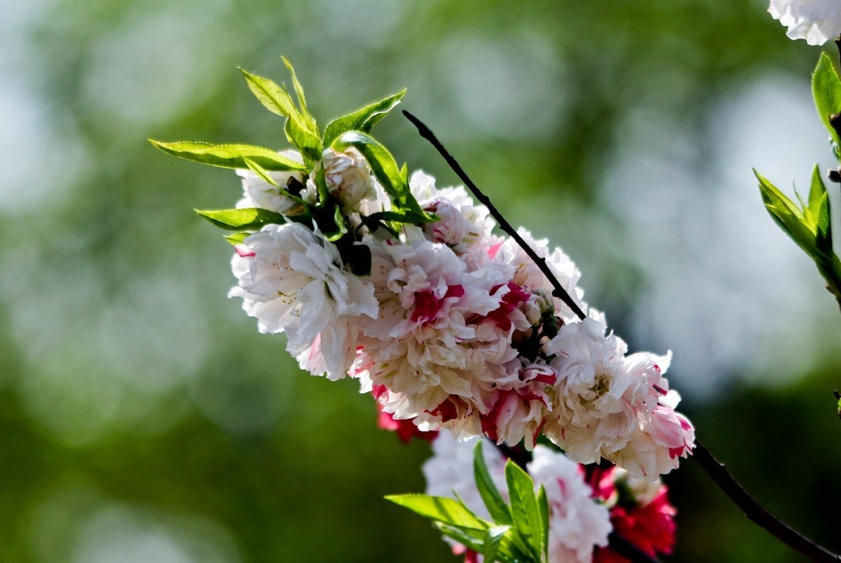 随拍——春花烂漫