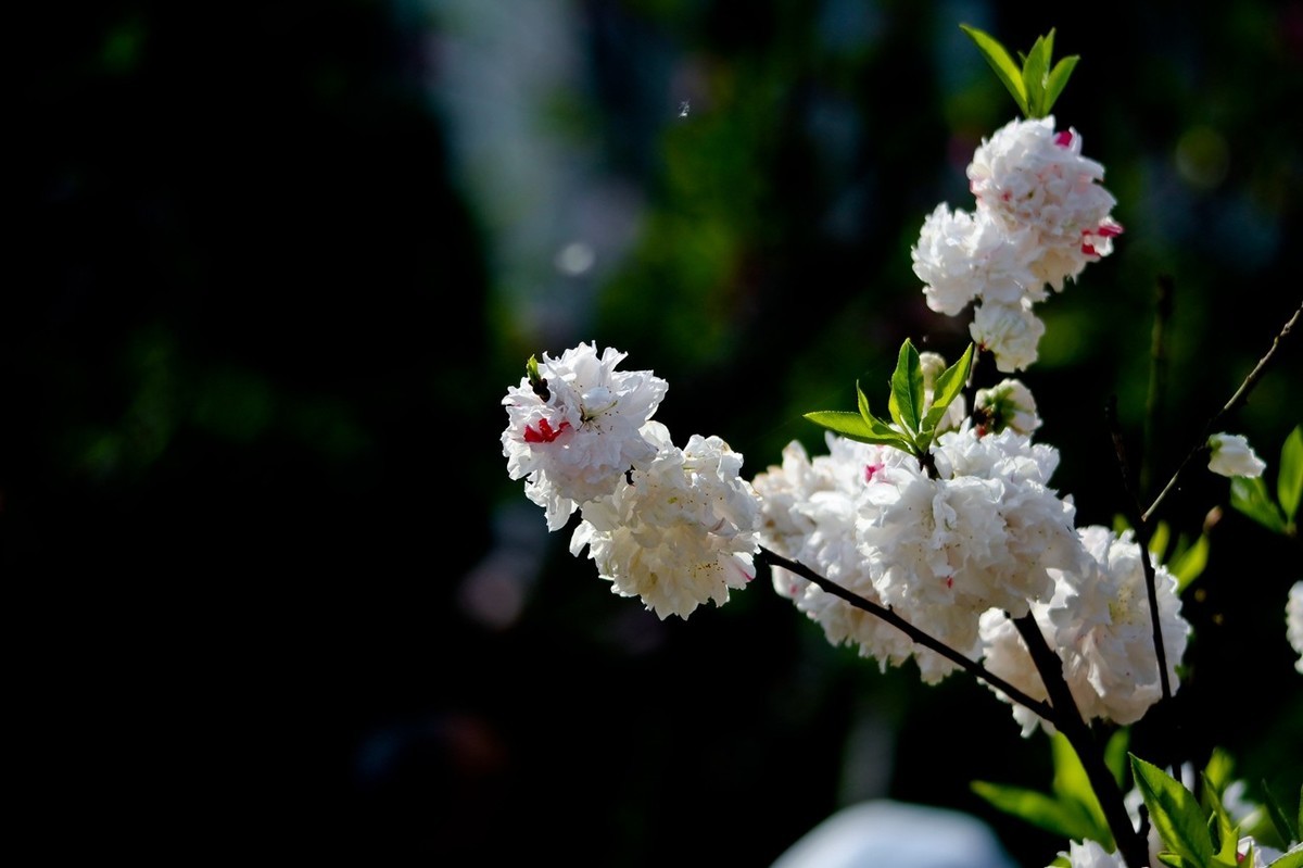 随拍——春花烂漫