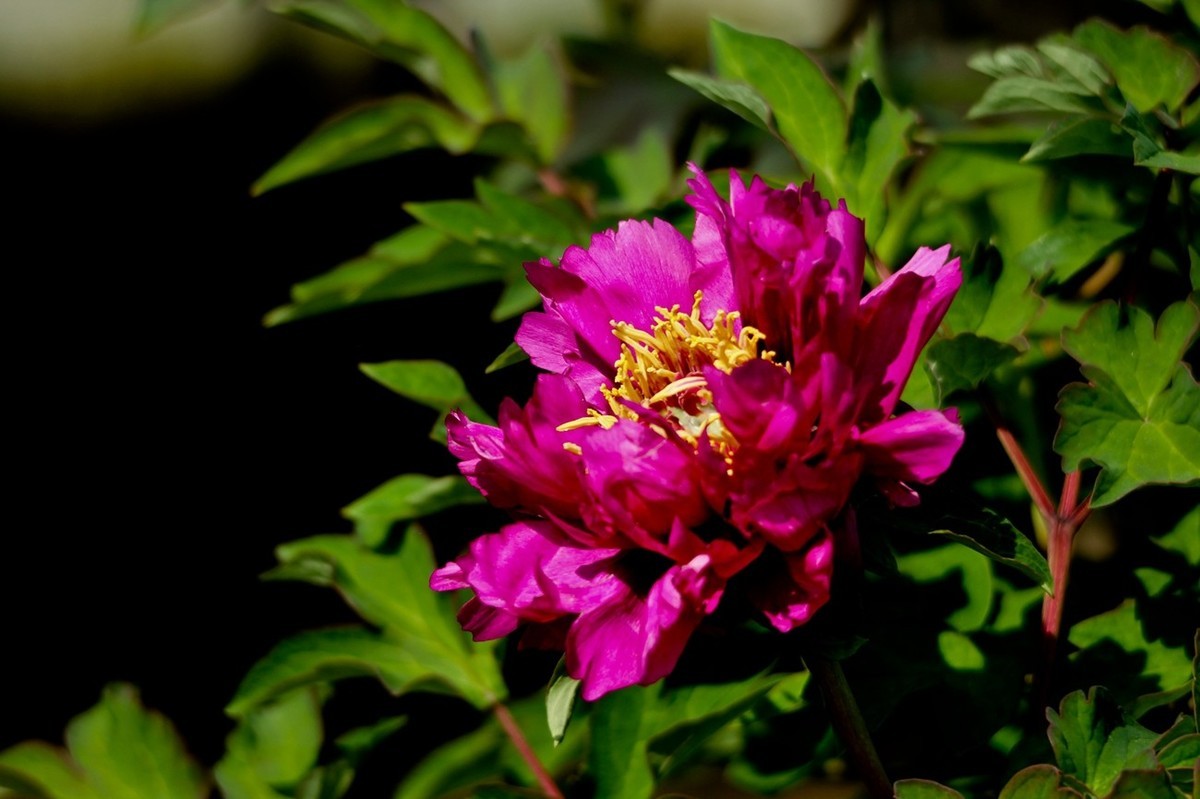 随拍——春花烂漫