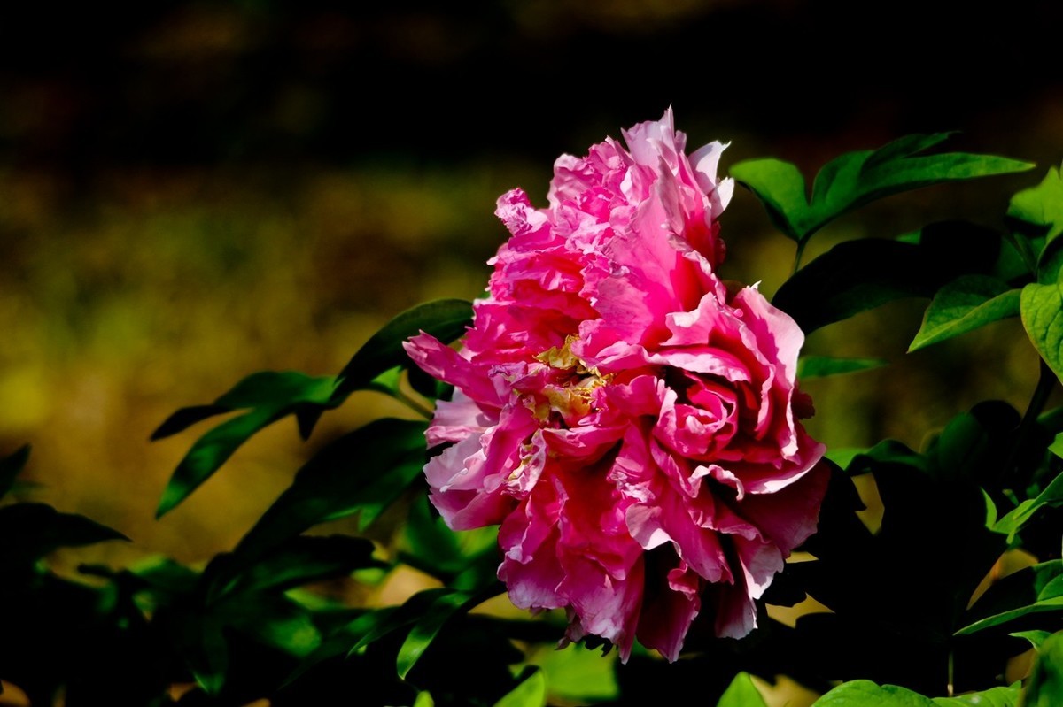 随拍——春花烂漫