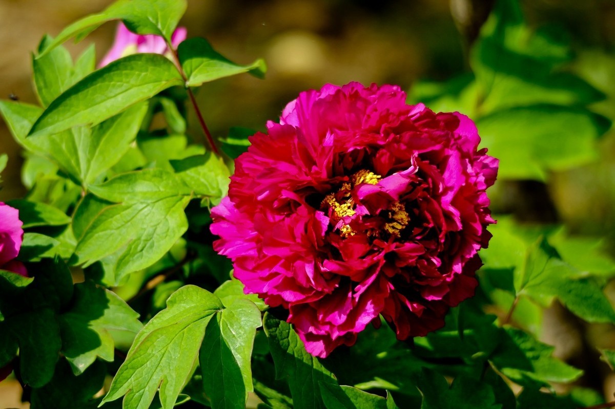 随拍——春花烂漫