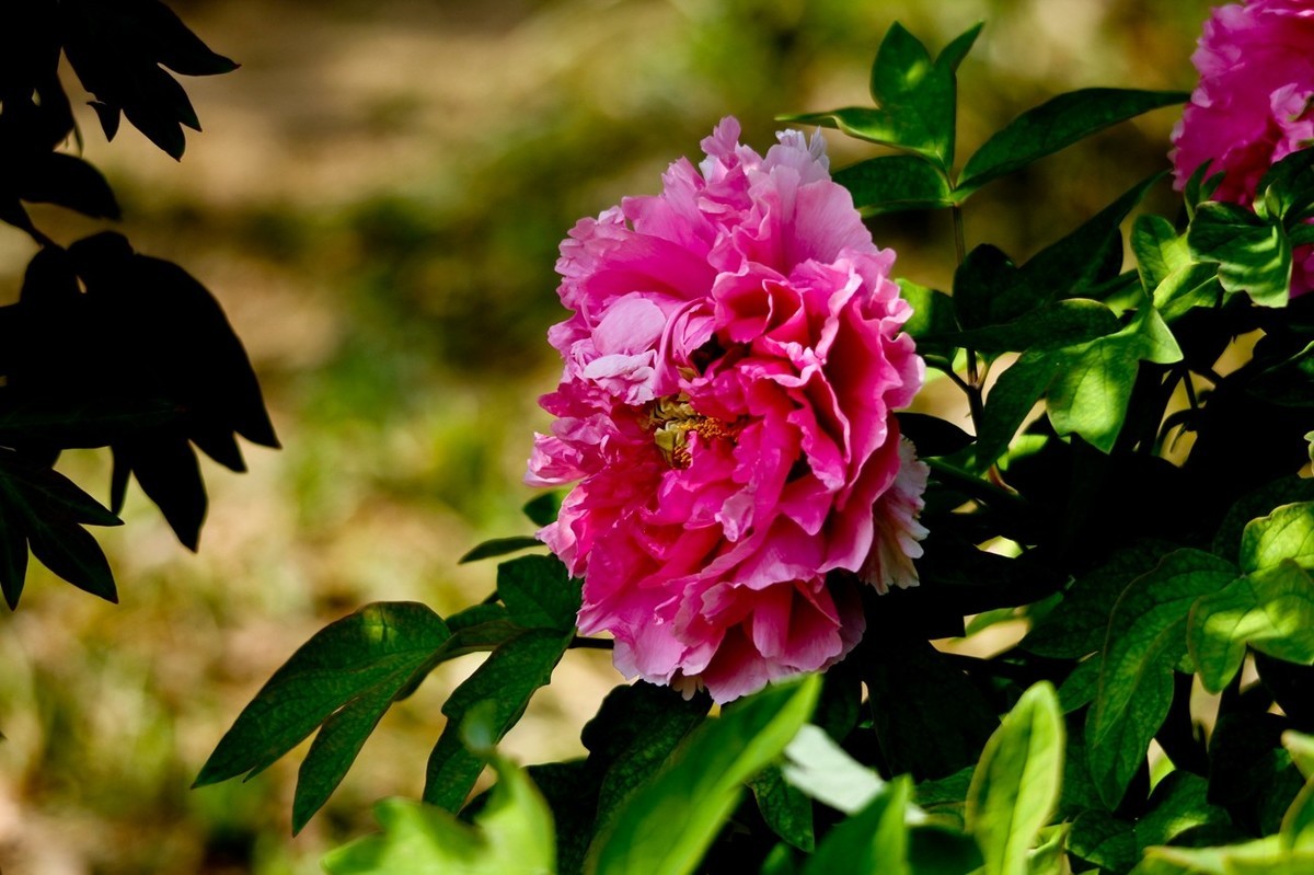 随拍——春花烂漫