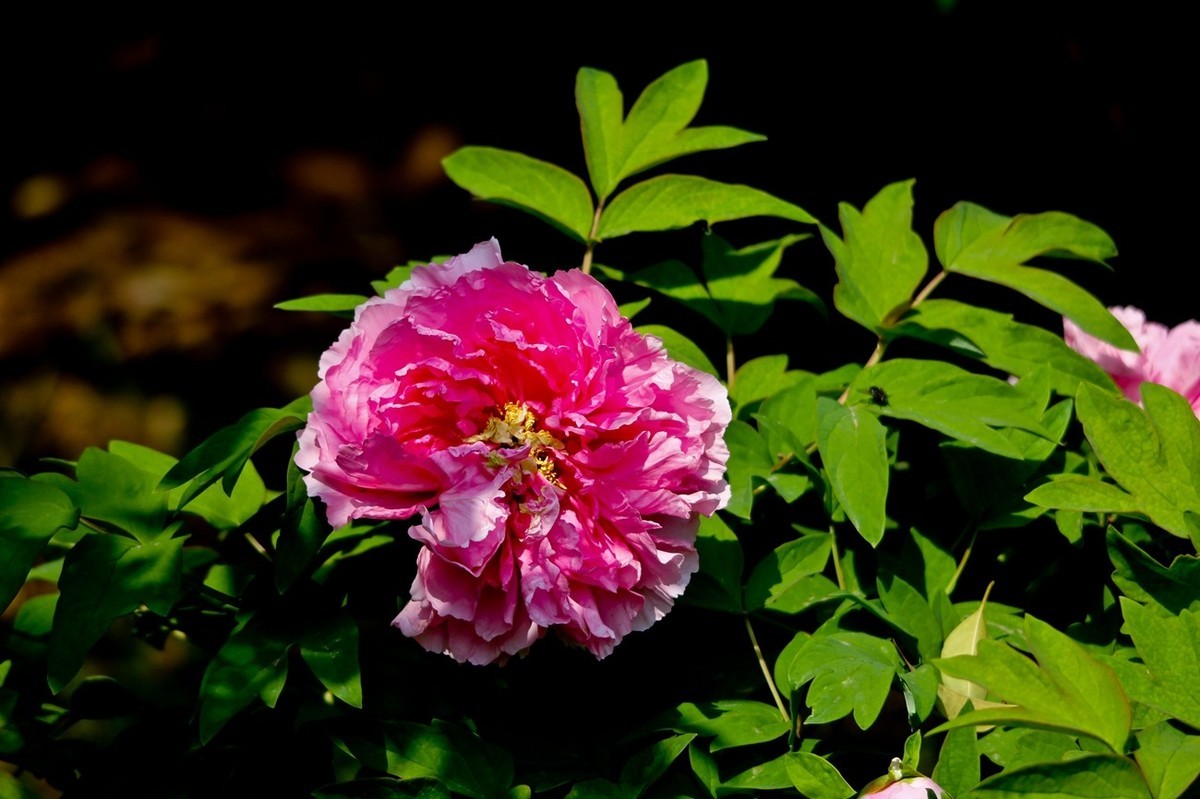 随拍——春花烂漫