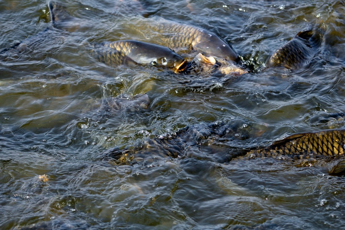 明湖——锦鲤翻波 （三）