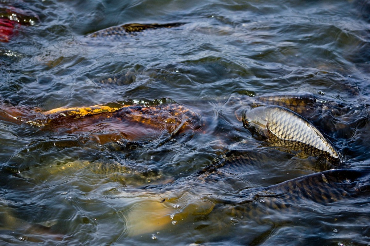明湖——锦鲤翻波 （三）