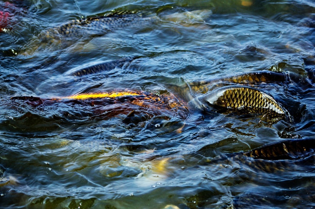 明湖——锦鲤翻波 （三）