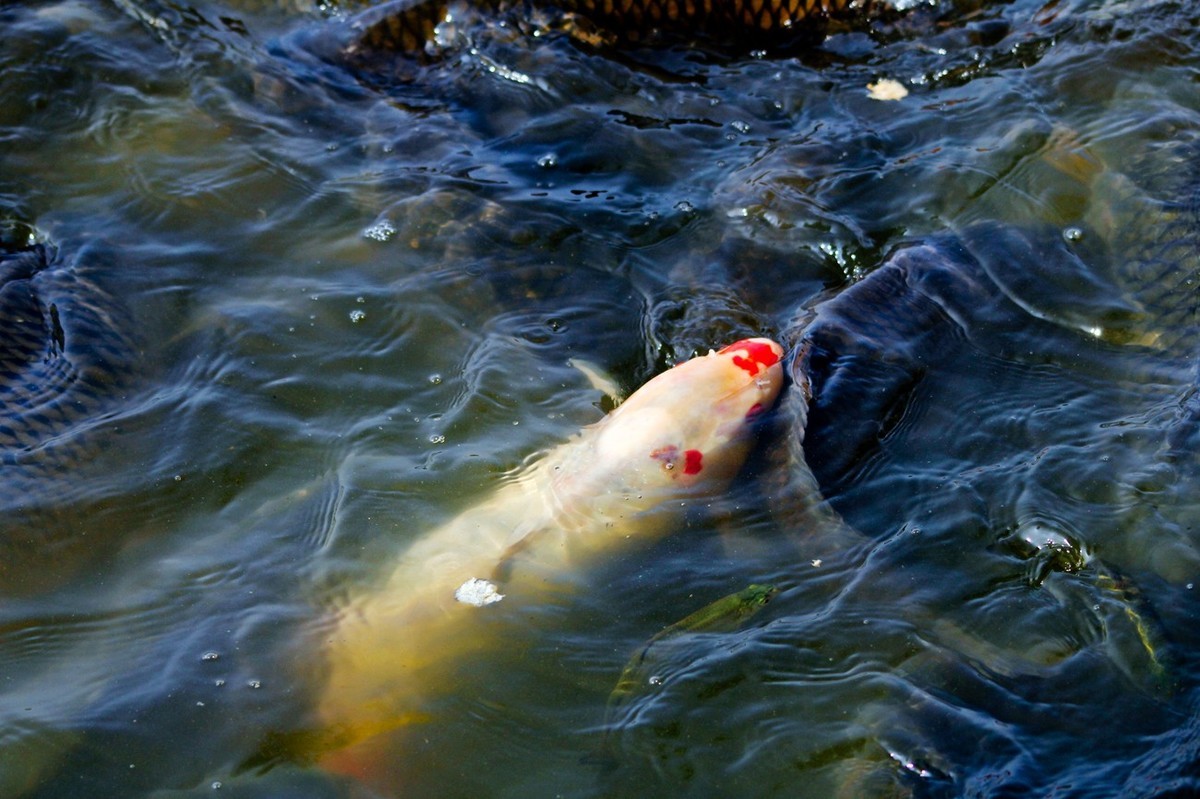 明湖——锦鲤翻波 （三）