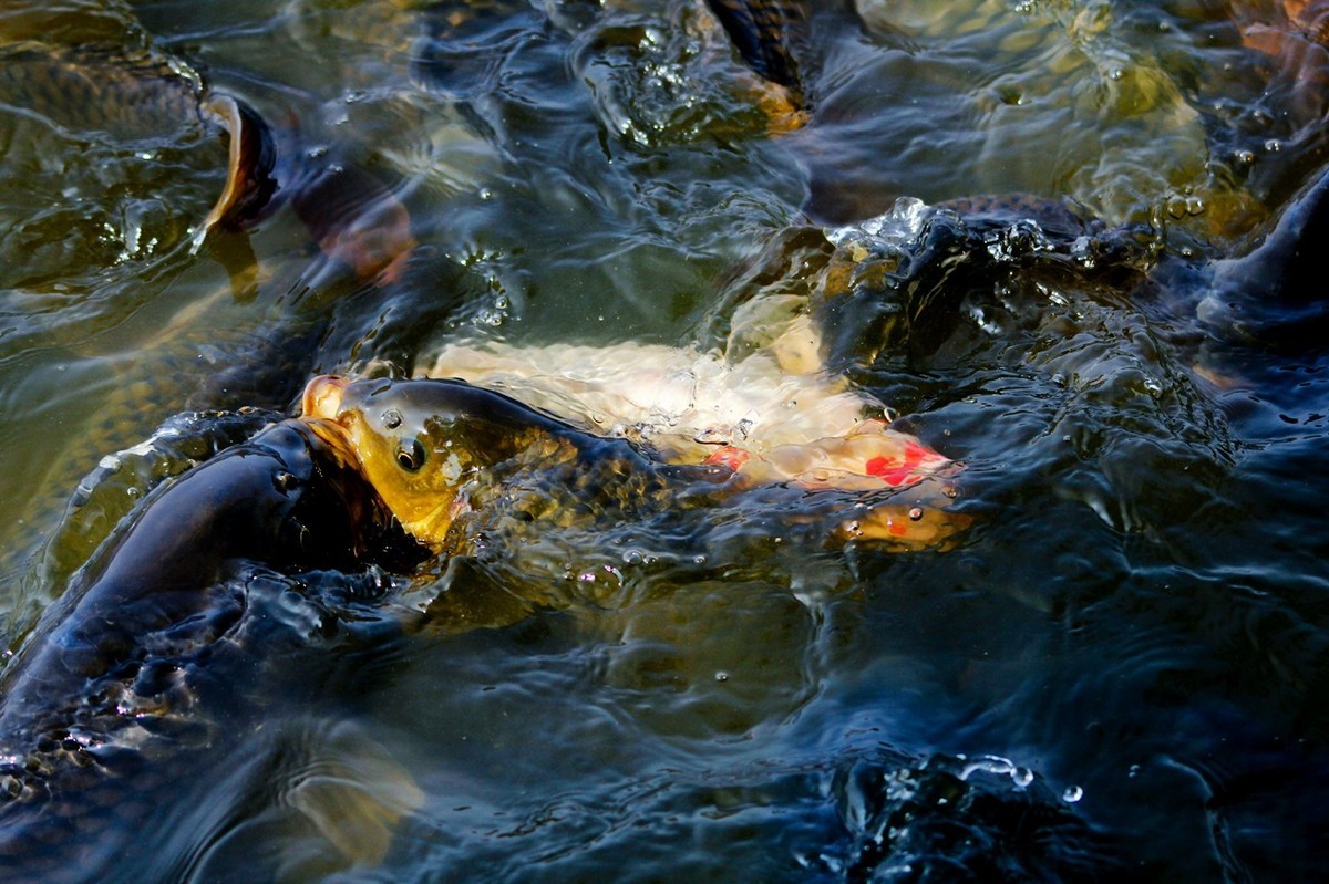 明湖——锦鲤翻波 （三）