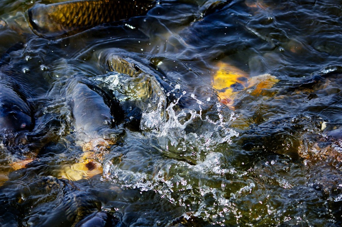 明湖——锦鲤翻波 （三）
