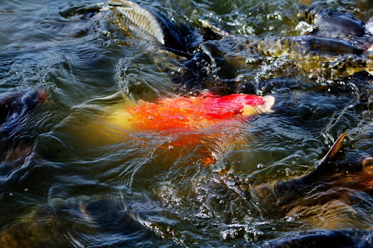 明湖——锦鲤翻波 （三）