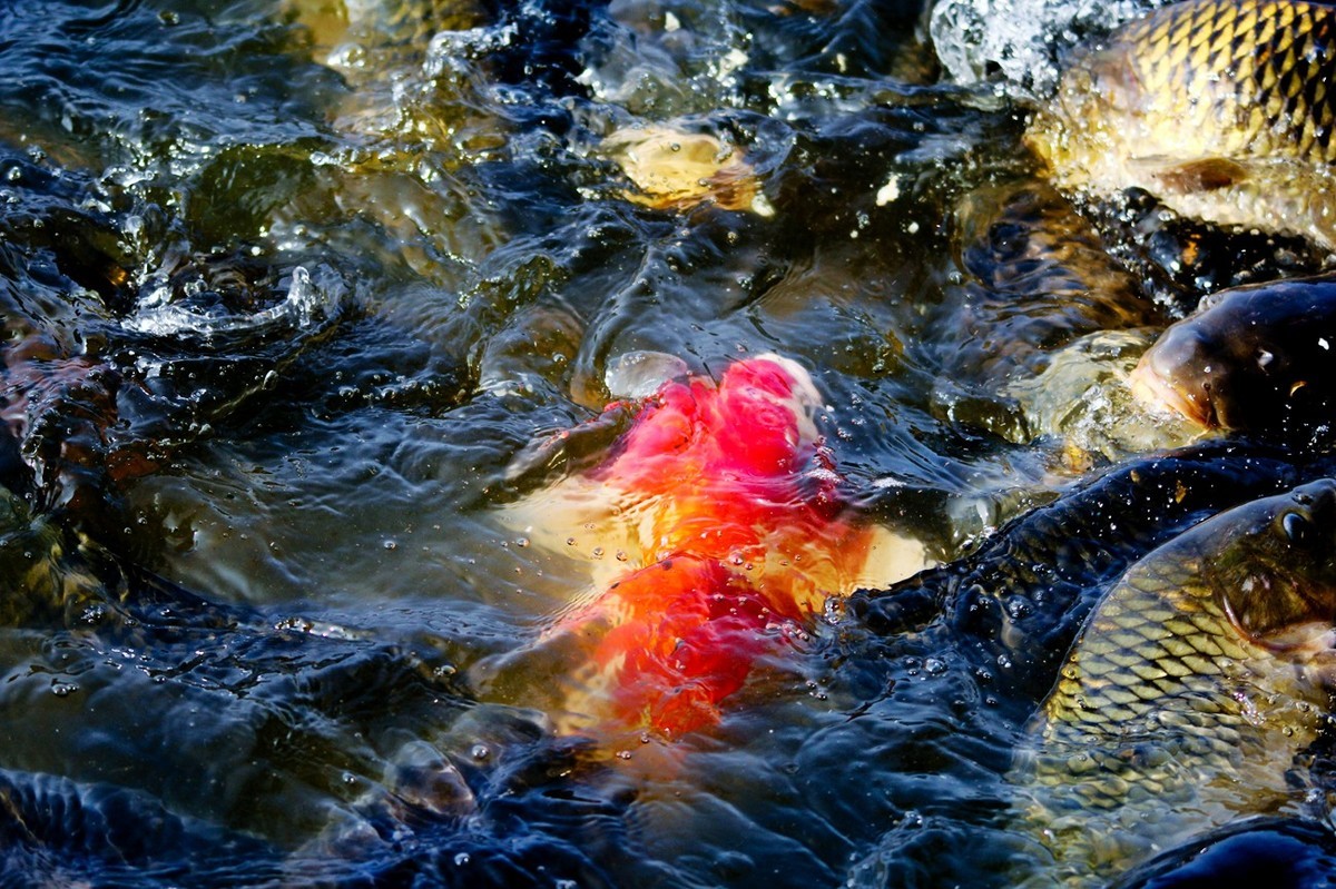 明湖——锦鲤翻波 （三）