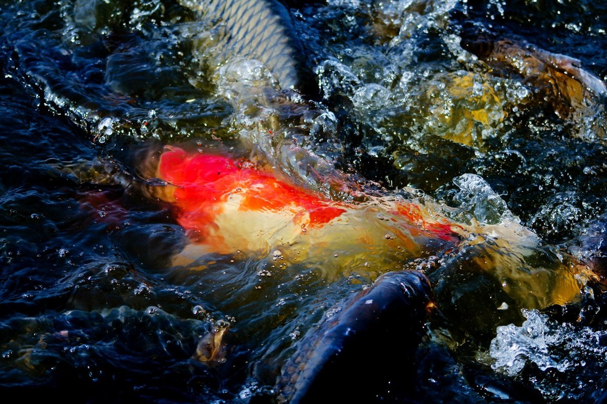 明湖——锦鲤翻波 （三）